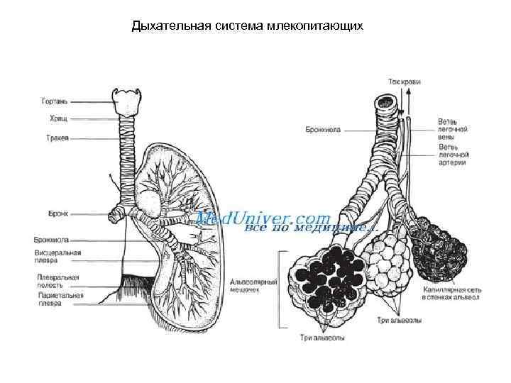 Дыхательная система млекопитающих 