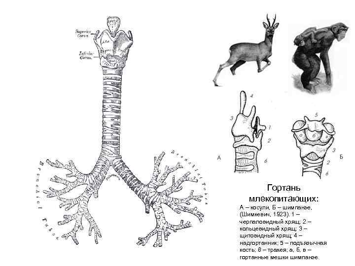  Гортань млекопитающих: А – косули, Б – шимпанзе, (Шимкевич, 1923). 1 – черпаловидный