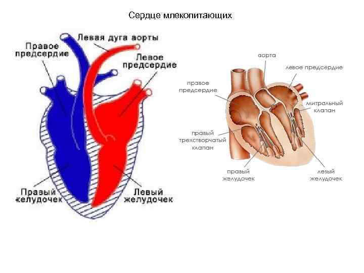 Сердце млекопитающих 