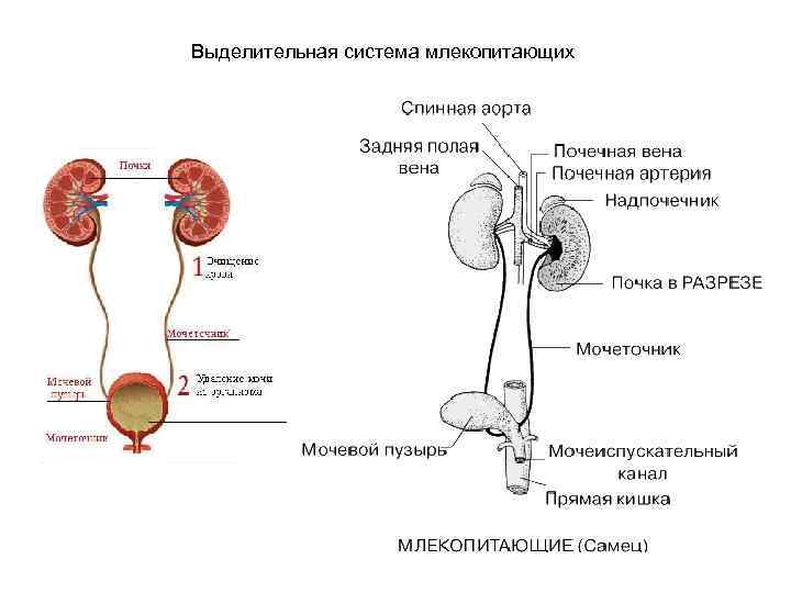 Выделительная система млекопитающих 