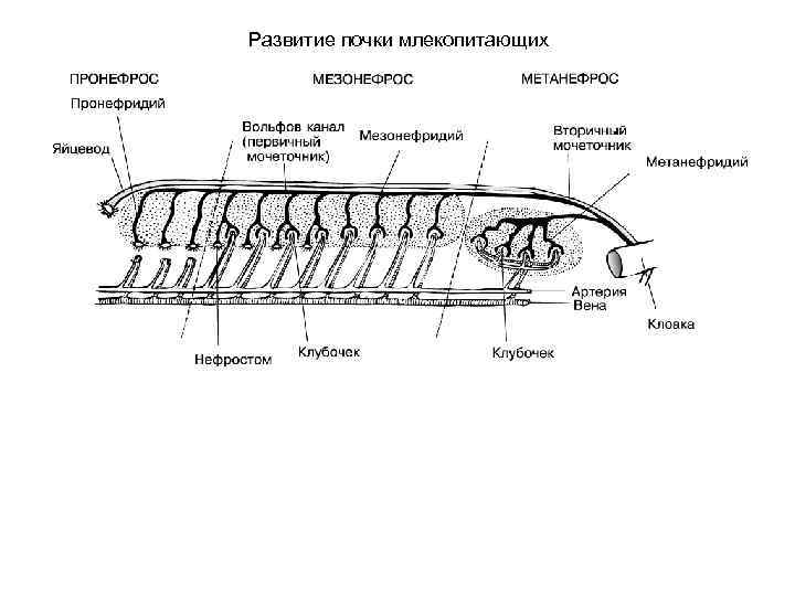 Развитие почки млекопитающих 