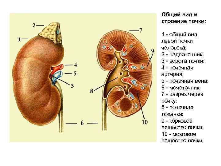 Общий вид и строение почки: 1 - общий вид левой почки человека; 2 -