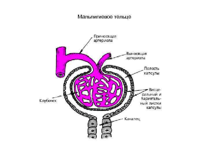 Мальпигиевое тельце 