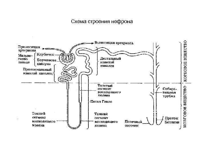 Схема строения нефрона 