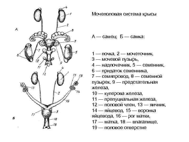 Мочеполовая система крысы А — самец; Б — самка: 1 — почка, 2 —