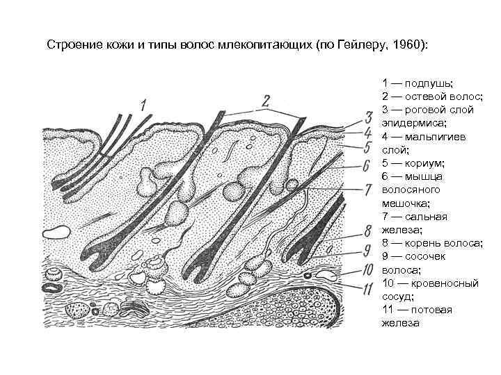 Строение кожи и типы волос млекопитающих (по Гейлеру, 1960): 1 — подпушь; 2 —