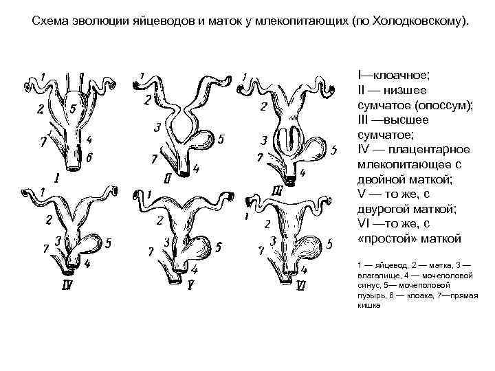 Схема эволюции яйцеводов и маток у млекопитающих (по Холодковскому). I—клоачное; II — низшее сумчатое