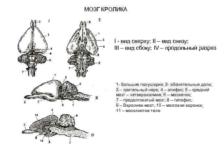 МОЗГ КРОЛИКА I - вид сверху; II – вид снизу; III – вид сбоку;