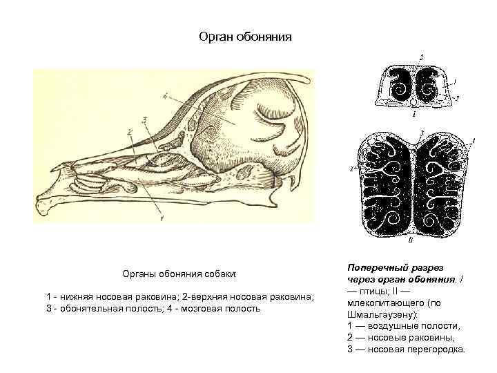  Орган обоняния Поперечный разрез Органы обоняния собаки: через орган обоняния. / — птицы;