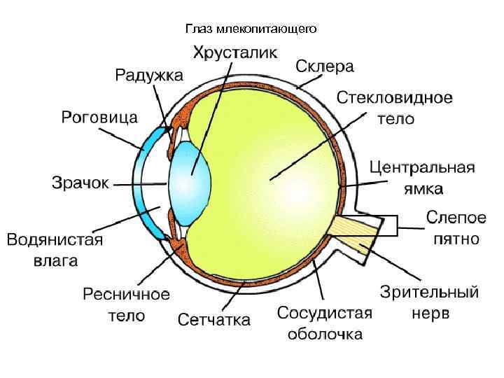 Глаз млекопитающего 