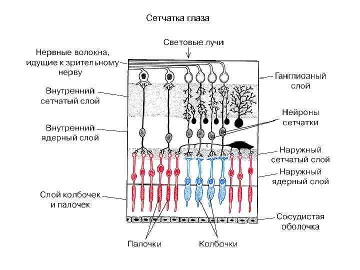 Сетчатка глаза 