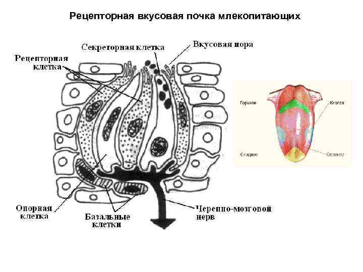 Рецепторная вкусовая почка млекопитающих 