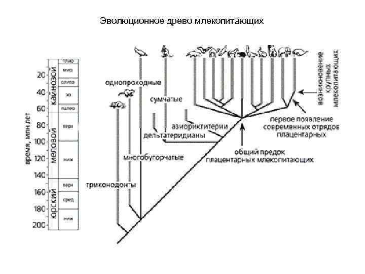 Эволюционное древо млекопитающих 