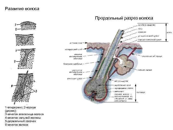 Развитие волоса Прордольный разрез волоса 1 -эпидермис; 2 -кориум (дерма); 3 -зачаток влагалища волоса