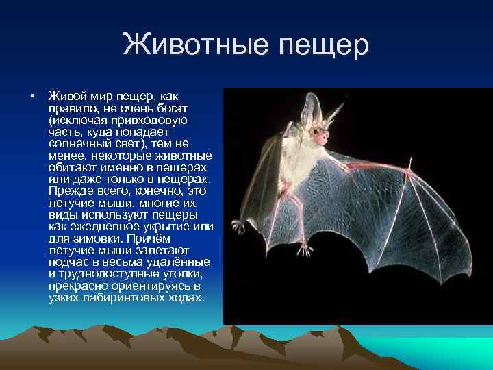  Животные пещер • Живой мир пещер, как правило, не очень богат (исключая привходовую