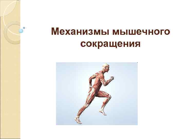 Механизмы мышечного сокращения 