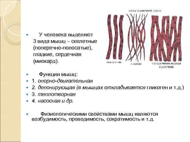   У человека выделяют 3 вида мышц – скелетные (поперечно-полосатые), гладкие, сердечная (миокард).