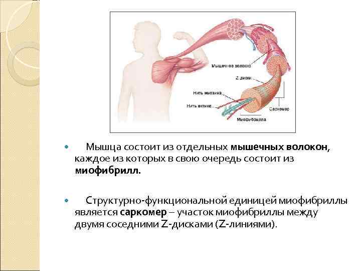  Мышца состоит из отдельных мышечных волокон, каждое из которых в свою очередь состоит