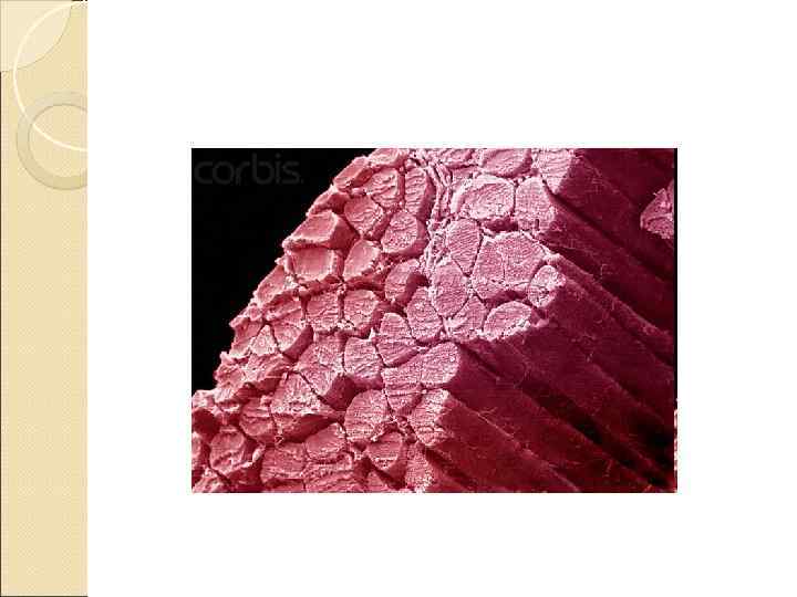   За мышечное сокращение в каждом саркомере отвечают сократительные белки – актин и