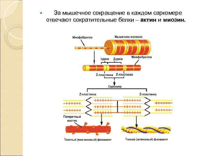  Каждое мышечное волокно иннервируется отдельным двигательным нервом, который оканчивается в средней части волокна.