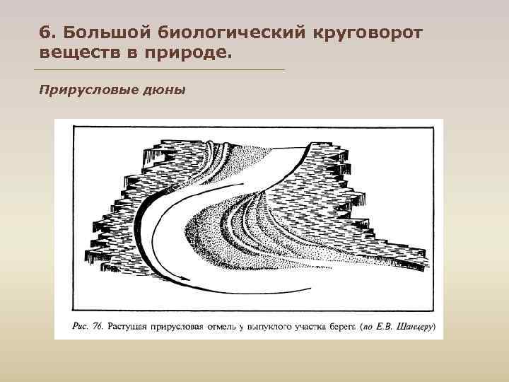 6. Большой биологический круговорот веществ в природе. Прирусловые дюны 