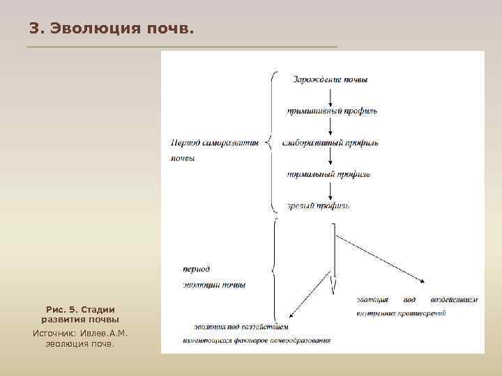 3. Эволюция почв. Рис. 5. Стадии развития почвы Источник: Ивлев. А. М. эволюция почв.