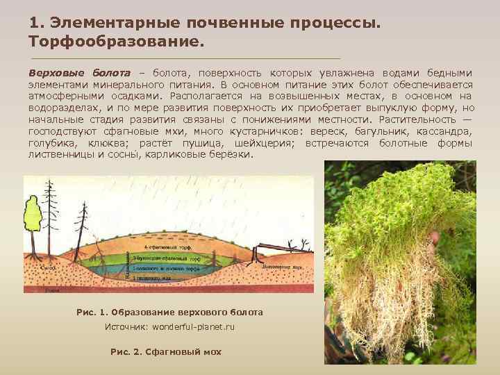 1. Элементарные почвенные процессы. Торфообразование. Верховые болота – болота, поверхность которых увлажнена водами бедными