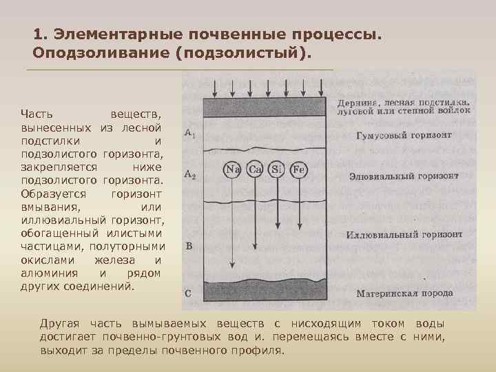  1. Элементарные почвенные процессы. Оподзоливание (подзолистый). Часть веществ, вынесенных из лесной подстилки и