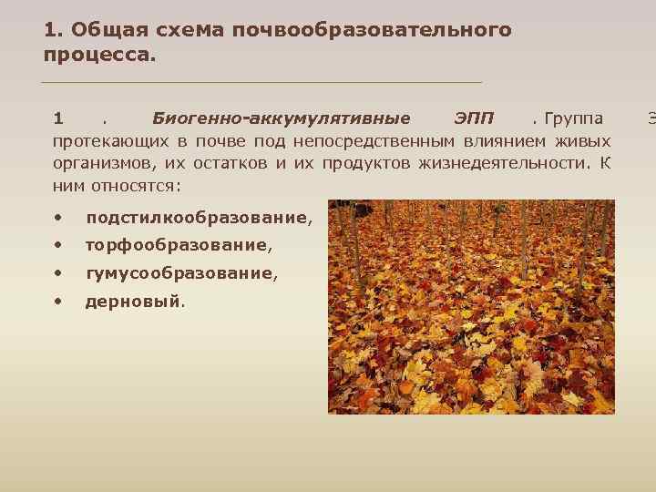 1. Общая схема почвообразовательного процесса. 1 . Биогенно аккумулятивные ЭПП . Группа Э протекающих