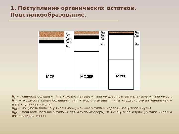 1. Поступление органических остатков. Подстилкообразование. А 1 – мощность больше у типа «муль» ,