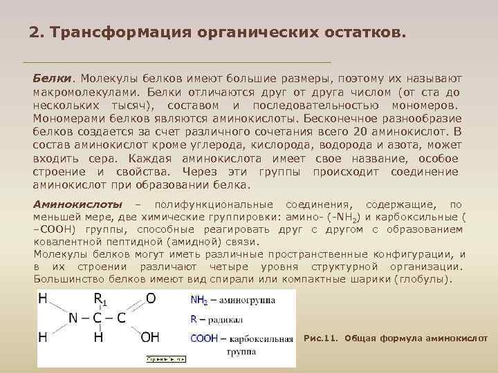 2. Трансформация органических остатков. Белки. Молекулы белков имеют большие размеры, поэтому их называют макромолекулами.