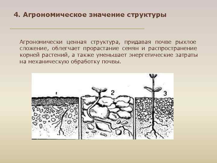 4. Агрономическое значение структуры Агрономически ценная структура, придавая почве рыхлое сложение, облегчает прорастание семян