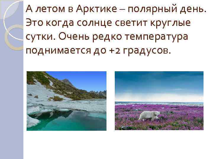 А летом в Арктике – полярный день. Это когда солнце светит круглые сутки. Очень