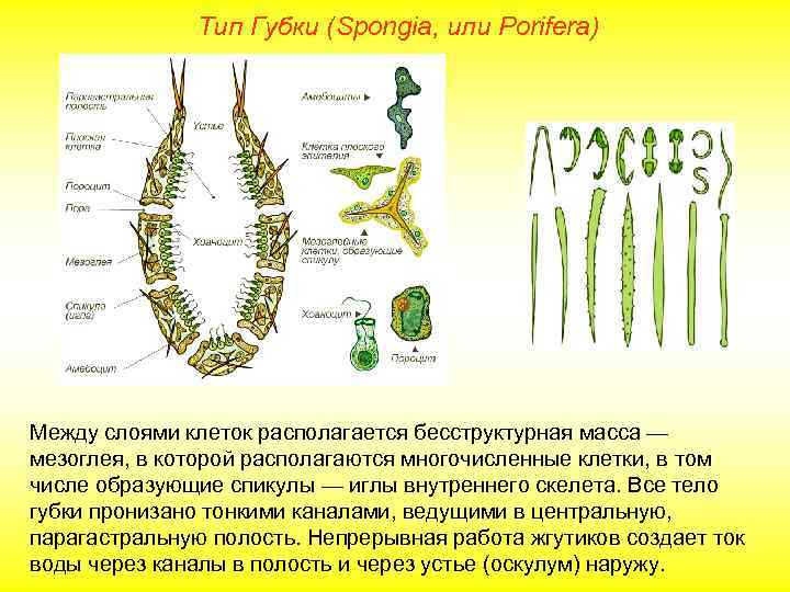  Тип Губки (Spongia, или Porifera) Между слоями клеток располагается бесструктурная масса — мезоглея,