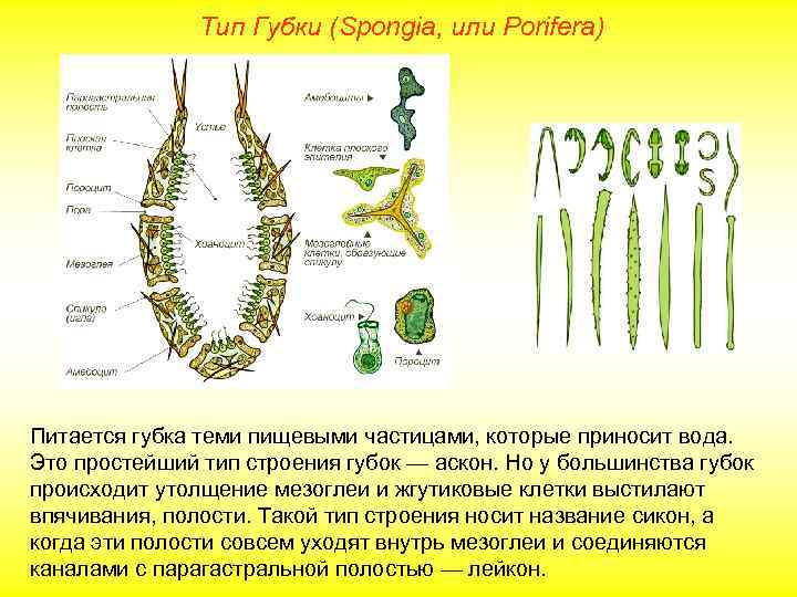  Тип Губки (Spongia, или Porifera) Питается губка теми пищевыми частицами, которые приносит вода.