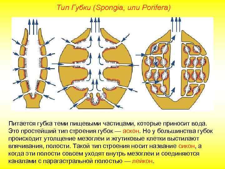  Тип Губки (Spongia, или Porifera) Питается губка теми пищевыми частицами, которые приносит вода.