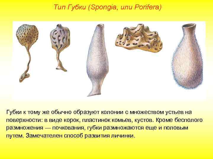  Тип Губки (Spongia, или Porifera) Губки к тому же обычно образуют колонии с