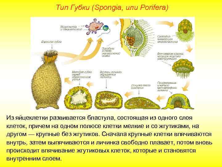  Тип Губки (Spongia, или Porifera) Из яйцеклетки развивается бластула, состоящая из одного слоя