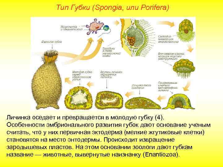  Тип Губки (Spongia, или Porifera) Личинка оседает и превращается в молодую губку (4).