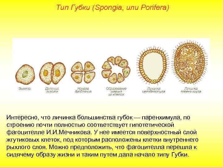  Тип Губки (Spongia, или Porifera) Интересно, что личинка большинства губок — паренхимула, по