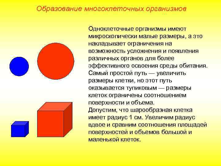 Образование многоклеточных организмов Одноклеточные организмы имеют микроскопически малые размеры, а это накладывает ограничения на