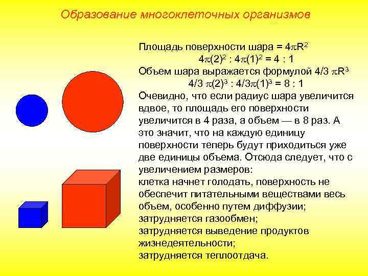 Образование многоклеточных организмов Площадь поверхности шара = 4 R 2 4 (2)2 : 4