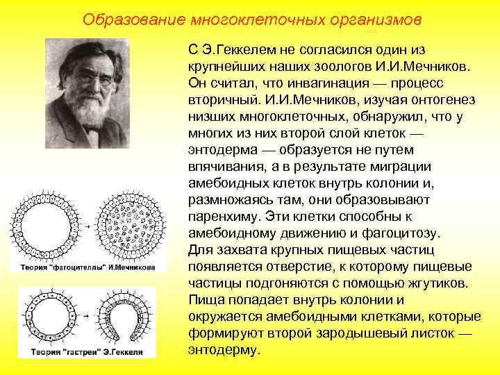 Образование многоклеточных организмов С Э. Геккелем не согласился один из крупнейших наших зоологов И.