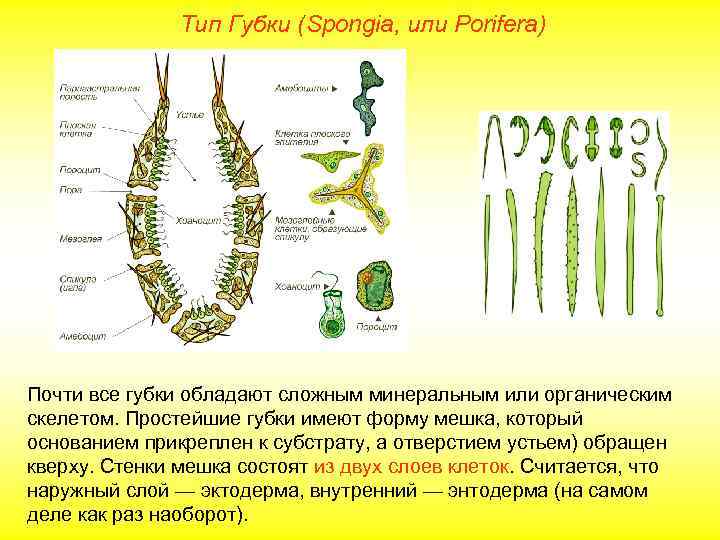  Тип Губки (Spongia, или Porifera) Почти все губки обладают сложным минеральным или органическим