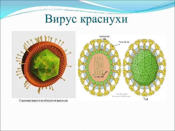 Вирус краснухи презентация