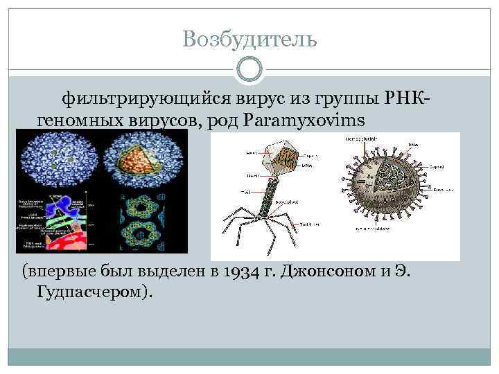    Возбудитель фильтрирующийся вирус из группы РНК- геномных вирусов, род Paramyxovims (впервые