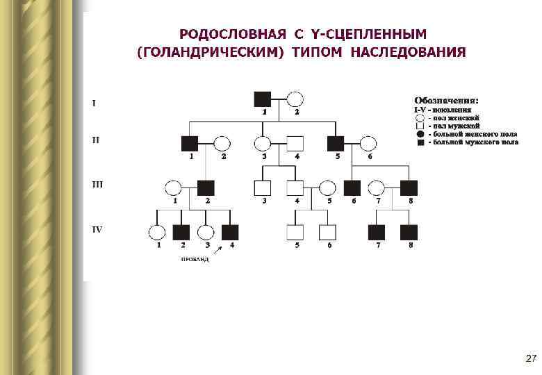 Псевдоаутосомное и голандрическое наследование. Голандрический Тип родословная. Голандрический Тип наследования схема. Y сцепленный Тип наследования примеры. У- сцепленный голандрический Тип.