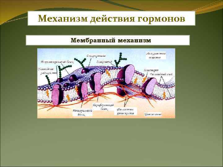 Схема внутриклеточного ( цитозольного Схема внутриклеточного ( цитозольного