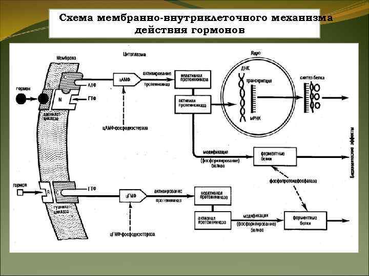Анэстрия Анэстрия