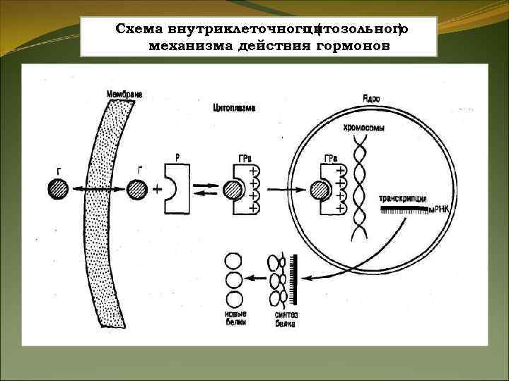 Скрытая течка Скрытая течка